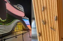 《万博で「虫」大量発生…正体は》「キャー!」関西万博に響いた若い女性の悲鳴、専門家が解説する「一度羽化したユスリカの早期駆除は現実的でない」